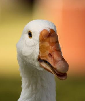 Striking Picture of a Goose Head with Open Beak Tongue Close-up