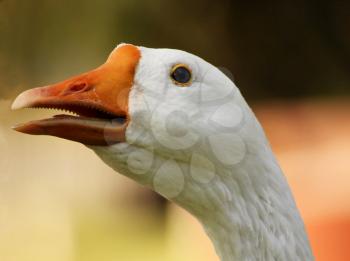 Striking Picture of a Goose Head with Open Beak Close-up