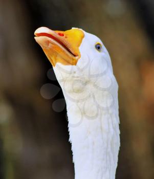 Striking Picture of a Goose Head with Open Beak Hissing Close-up