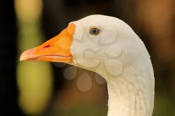 Striking Picture of a Goose Head Close-up