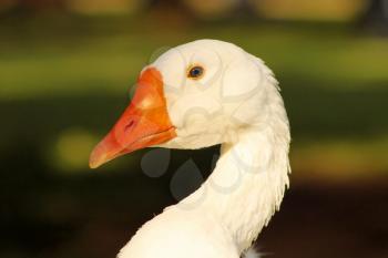 Striking Close-Up Picture of a Goose Head