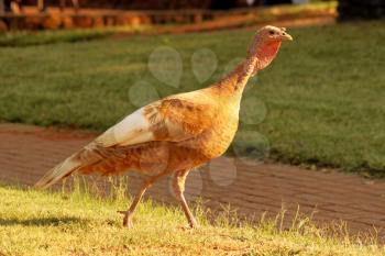 Picture of a Bourbon Red Turkey Walking in Sun