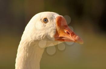 Goose Head with Striking Bright Grey Eyes Close-up