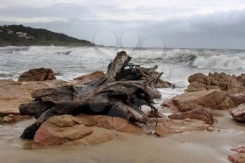 Picture of Large Wood Stump on Stormy Beachfront