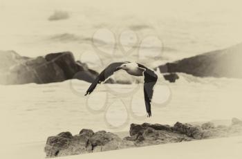 Vintage Picture in Sepia of Seagull in Flight over Sea