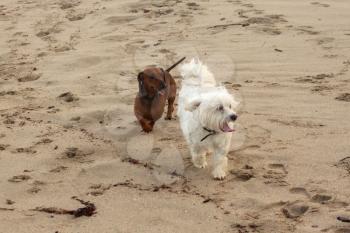 Picture of Dog Friends Maltese and Miniature Dachshund on Beach 