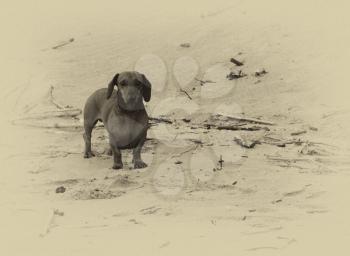 Sepia Picture of Little Miniature Dachshund Standing on Beach