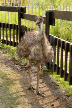 Picture of a Curious Emu in Zoo