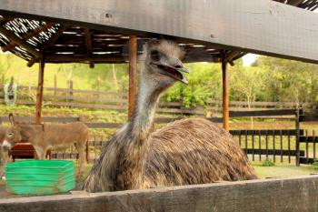 Close-up Picture of a Curious Emu in Zoo