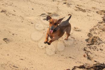 Lovely Picture of Little Miniature Dachshund Running On Beach