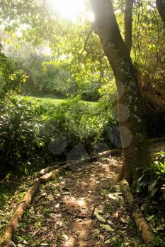 Picture of Demarcated Tropical Hiking Path with Sun Rays