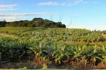 Picture of a Banana Plantation with Bright Blue Sunny Sky