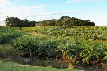 Picture of a Fenced Banana Plantation with Bright Blue Sky