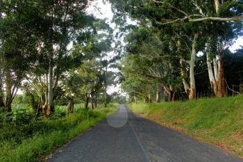 Picture of Green Tree Canopy Over Tarred Road