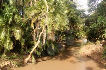 Picture of Muddy River Running Through Tropical Forest