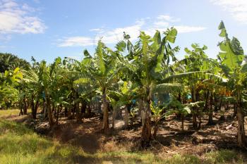 Picture of Sunny Banana Plantation with Bright Blue Sky