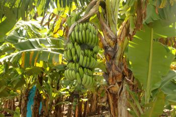 Picture of Large Banana Bunch on Tree