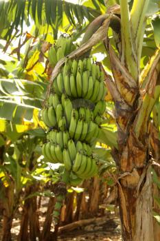 Close-up Picture of Large Banana Bunch on Tree
