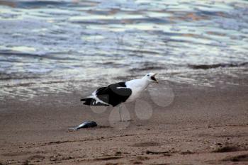 Picture of a Screeching Seagull Guarding Its Food