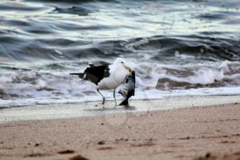 Picture of Seagull Walking with Fish in Beak