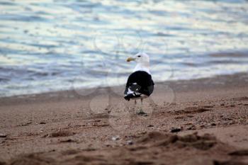 Picture of Seagull Walking on Beach Looking Back