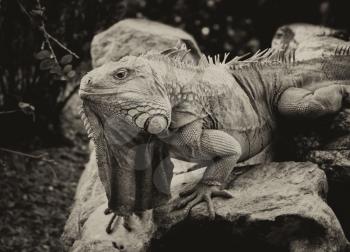 Sepia Toned Black and White Close-up Picture of Giant Iguana 
