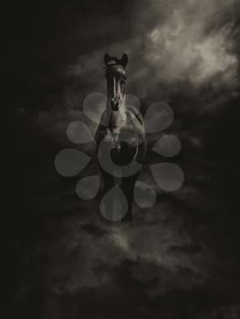 Sepia Toned Black and White Pegasus Steed Standing in Clouds