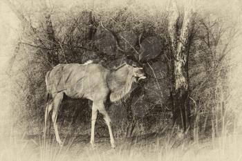 Royalty Free Clipart Image of a Bull Kudu in the Forest