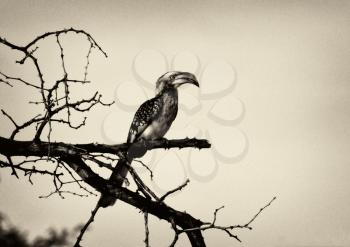 Royalty Free Photo of a Southern Yellow-Billed Hornbill in a Tree