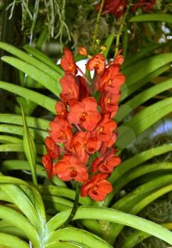 Royalty Free Photo of an Orchid Species Red Orange Ascocenda Laksi Liang