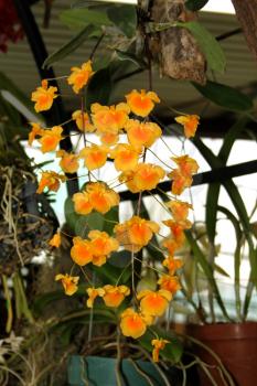Royalty Free Photo of an Orchid Species Dendrobium Lindleyi Varaggregatum