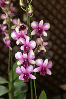 Royalty Free Photo of an Orchid Species Purple and White Dendrobium Sonia