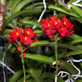 Royalty Free Photo of an Orchid Species Epidendrum Joseph Lii
