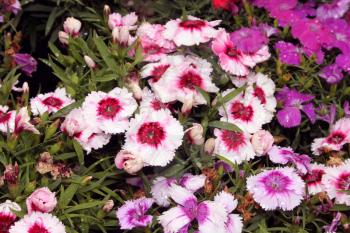 Flora Bright Pink Red and Purple Dwarf Carnations Picture