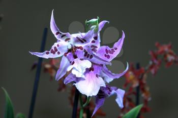 Colorful Orchid Species Spotted Bright Blue Purple Picture