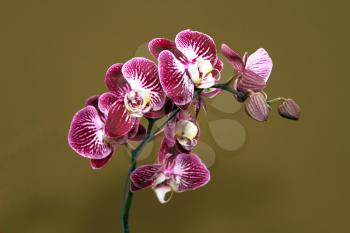Colorful Orchid Species Isolated Bright Purple and White Picture