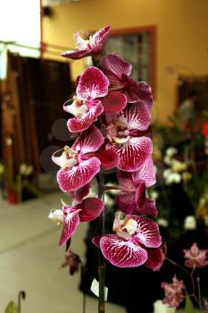 Colorful Orchid Species Bright Purple and White Picture