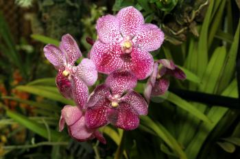 Colorful Orchid Species Vanda Brightons Ruby Jewel Bright Spotted Purple and White Picture