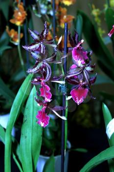 Colorful Orchid Species Zygopetalum KIWI MAGIC Bright Blue and Purple Picture