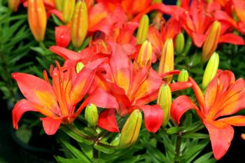 Flora Bright Red Orange Asiatic Lilies Picture