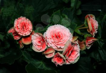Flora Picture of Bright Pink Begonia Flowers