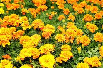 Flora a Bright Orange Flower Display Picture
