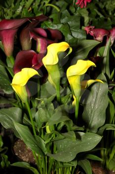 Flora Picture of Bright Yellow Arum Lily Flowers