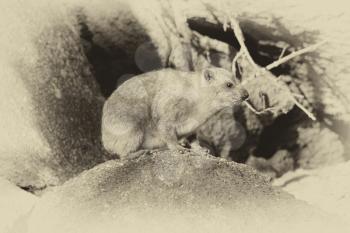 Old Sepia Image of Side Profile of a Small Dassie