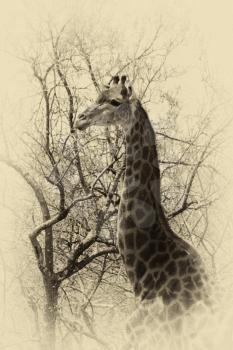 Old Sepia Image of a Giraffe Head Side Profile
