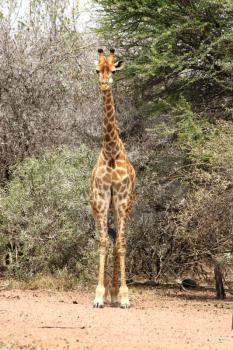 Front View of Strong Bodied Giraffe with bulging muscles standing next to trees