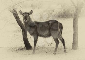 Sepia Toned Picture of Alert Waterbuck Listening  Carefully to Every Sound
