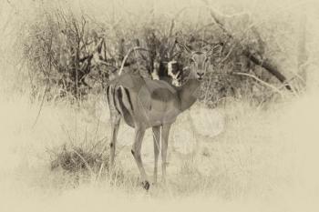 Sepia Toned Picture of an Alert Impala Ewe walking through Bushveld Grass Stopped to Listen