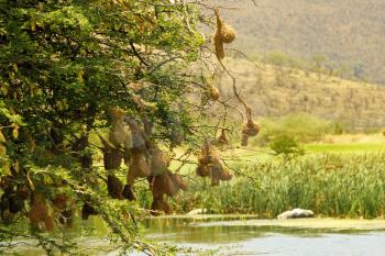 Weaver-bird Nests Hanging Safely Over a River