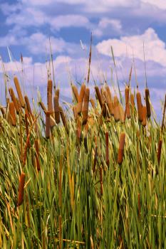 HDR Image of Cattails (Typha orientalis) with is Brown Sausage Like Flowers